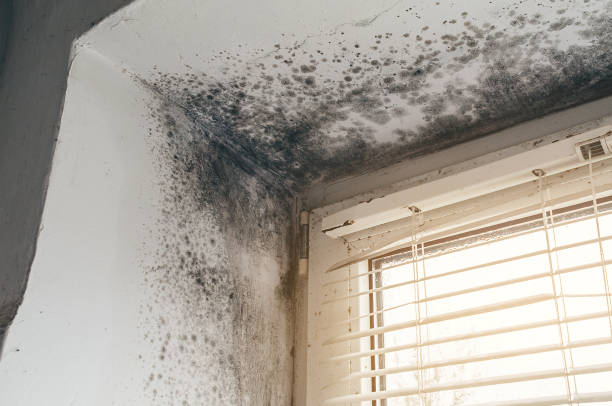 Affordable Commercial Mold Remediation solutions in Cassville, PA